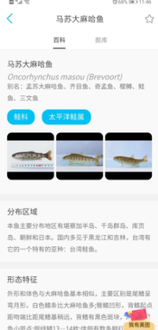 看鱼图3