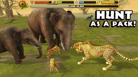 猎豹模拟器游戏(Cheetah Sim)图1