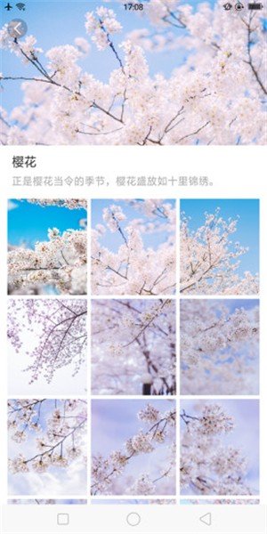 大脚壁纸图2