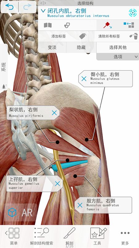 3D人體解剖