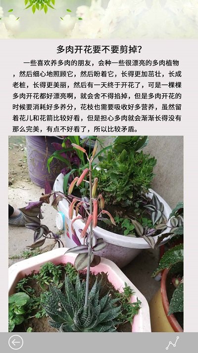 花草多肉日記