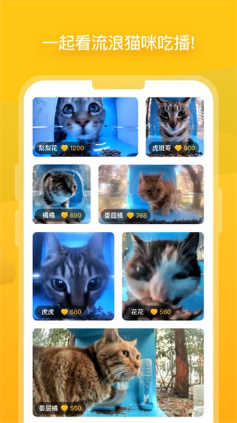 哈啰街猫图4