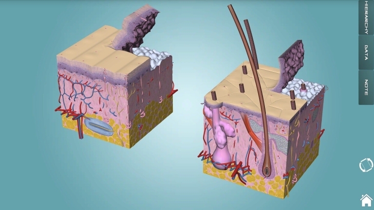 人体解剖学图集(1)