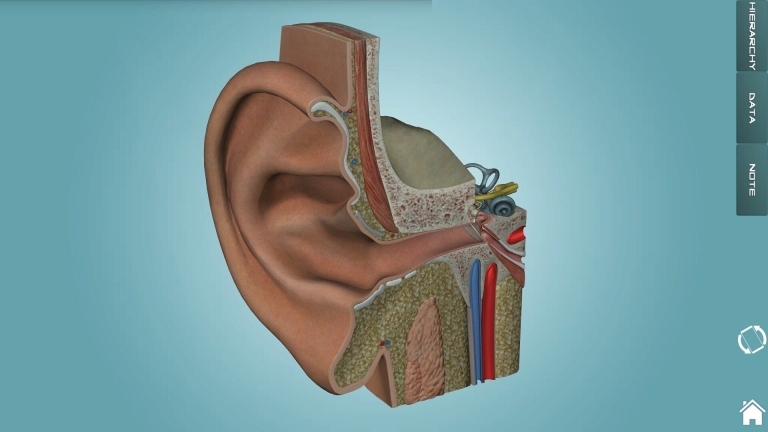 人体解剖学图集(3)