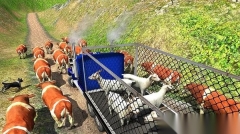 农场动物卡车驾驶