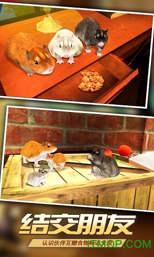 真实老鼠模拟(精灵鼠小弟)(2)