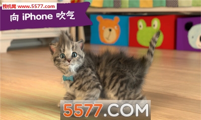 LittleKitten游戏图2