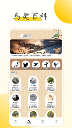 小鸟壁纸大全图3