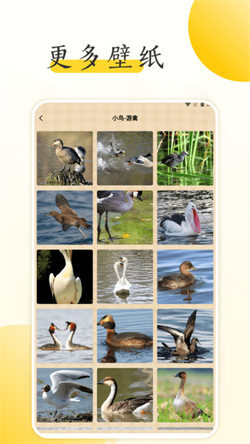 小鸟壁纸大全图4