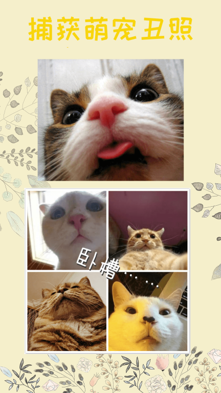 猫语-阳沙流金图2