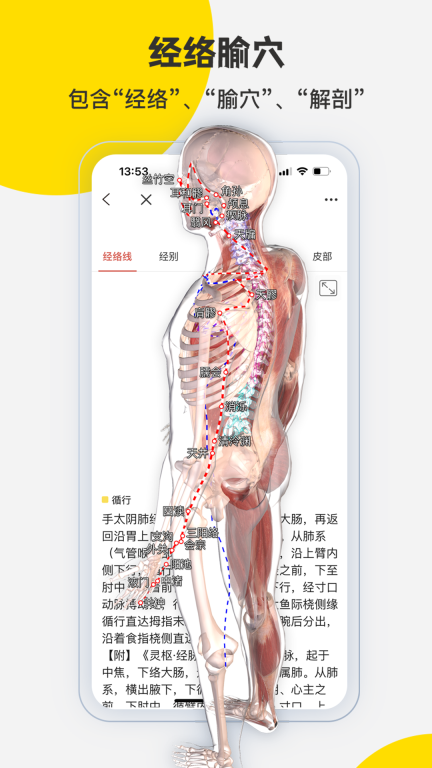 3Dbody解剖图4