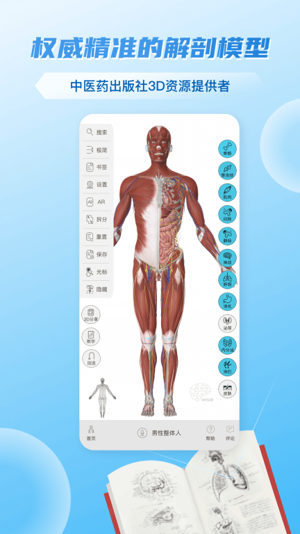 维萨里3D解剖图1