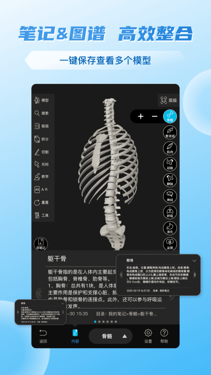 维萨里3D解剖图2