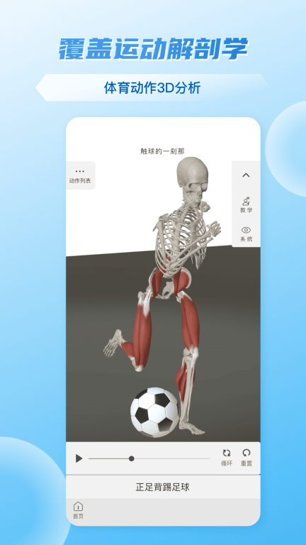 维萨里3D解剖图4