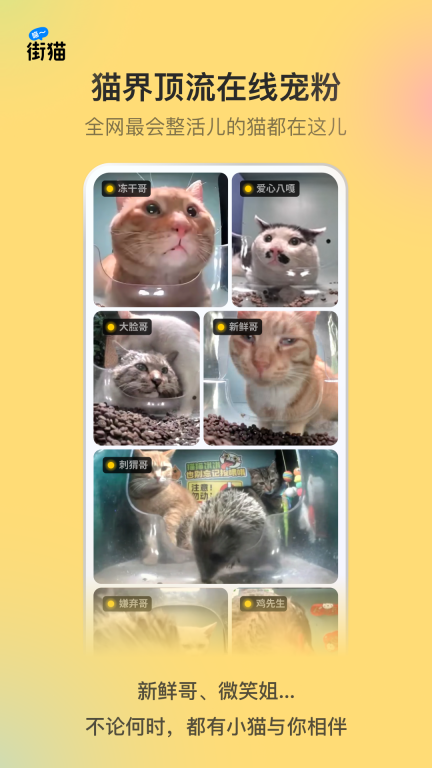 街猫图4