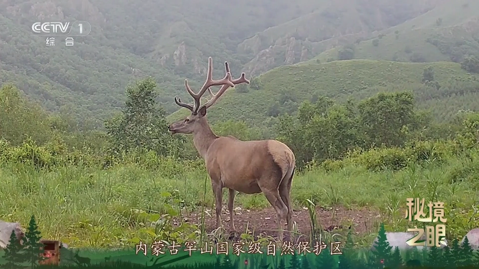 乘风TV正版截图5