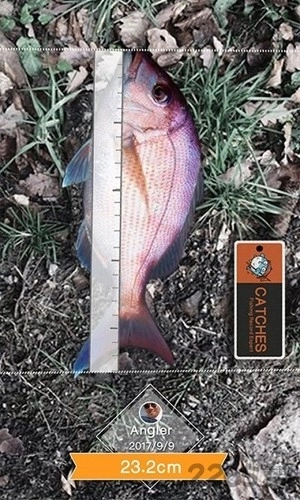 釣魚人潮汐最新版圖1