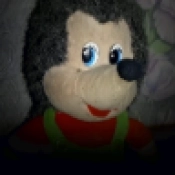 刺猬的五夜后宫