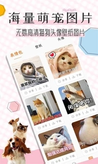 猫语翻译宝(1)