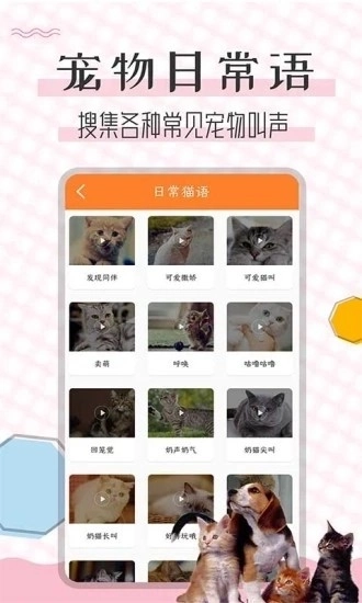 猫语翻译宝(4)