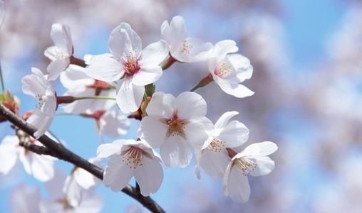 2025年武汉东湖樱花节网上预约(1)