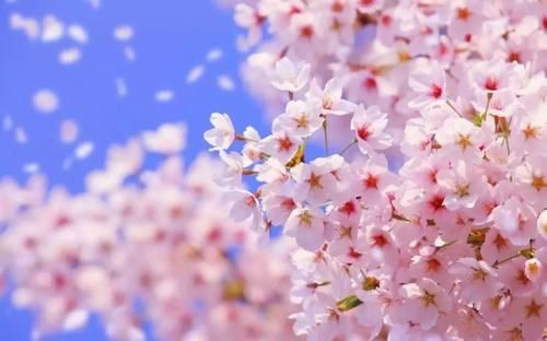 2025年武汉东湖樱花节网上预约(2)