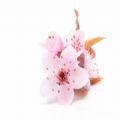 2025年武汉东湖樱花节网上预约