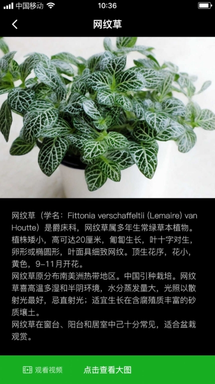网纹草手机版图2