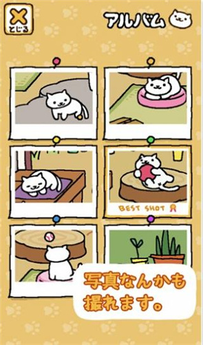 猫咪后院图3