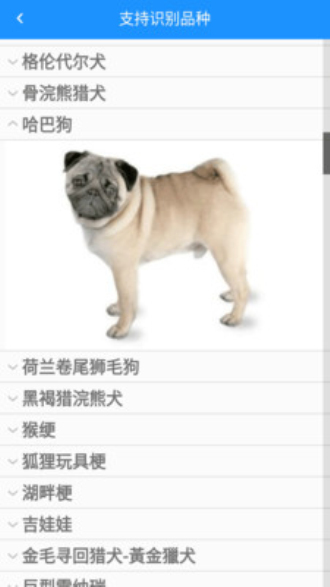 宠物小精灵图1