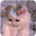 猫抓免费版