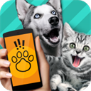 pet translator动物语言翻译器 1.1 安卓版 V1.0.1