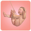 人类进化史官网版