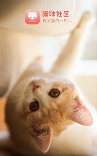 猫咪社区(1)