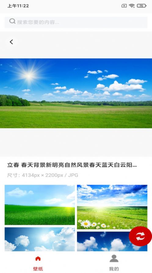 白鸽壁纸图3