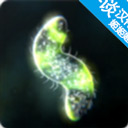 孢子的起源游戏 V40.54