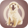 人狗交流器 V2.0.8