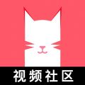 猫咪视频