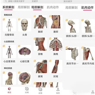 3dbody解剖