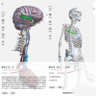 3dbody解剖