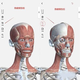 3dbody解剖