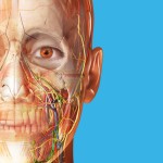 人体解剖学图谱2025最新 v2025.04.011 安卓版