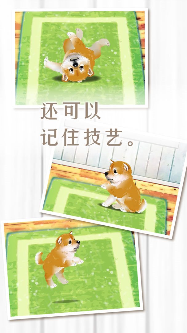 养育柴犬的治愈游戏(1)