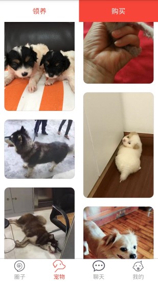 领狗狗(5)