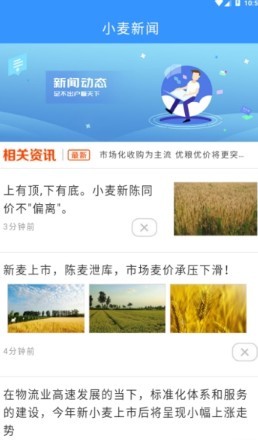 小麦花图2