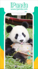 iPanda熊猫频道图1