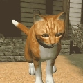 快乐猫猫传