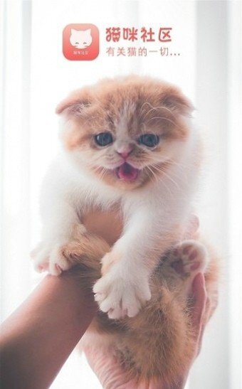 猫咪社区图3