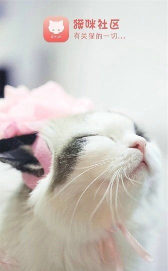 猫咪社区图1