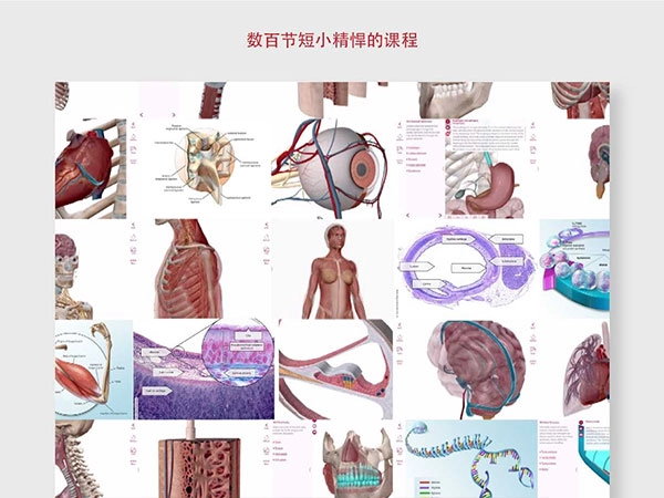 解剖和生理学图4